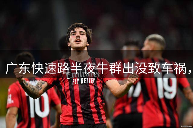 广东快速路半夜牛群出没致车祸，司机幸免，牛主担责